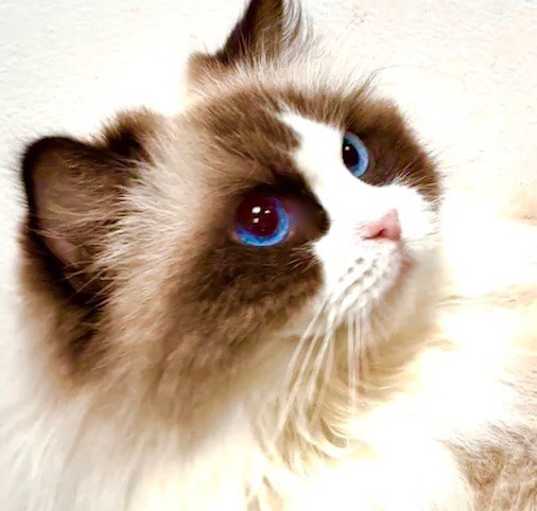 Photo of Scarlet