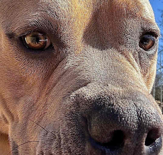 Photo of Nitro