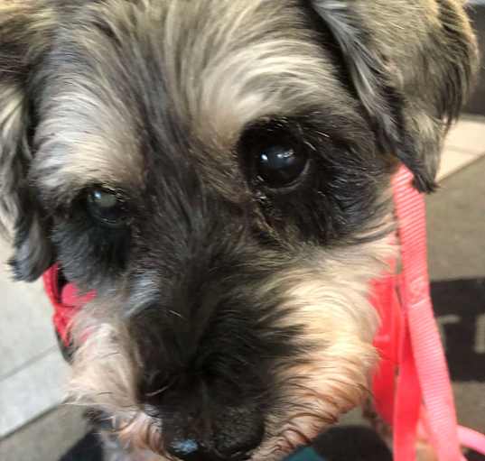 Photo of Moe