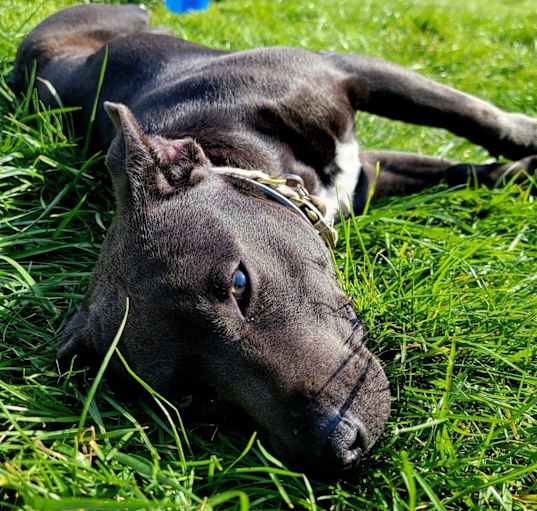 Photo of Ranger