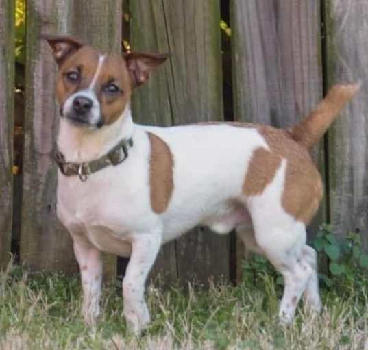 Photo of Benji in Belton