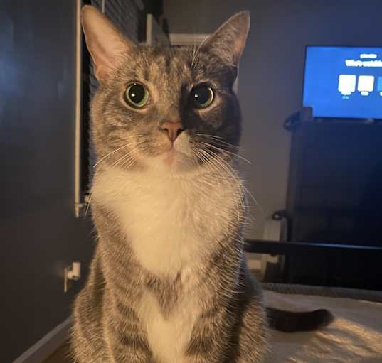 Photo of Huck
