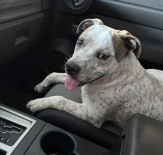 Photo of Lucky