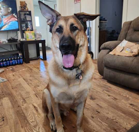 Photo of Harley Simba Davidson