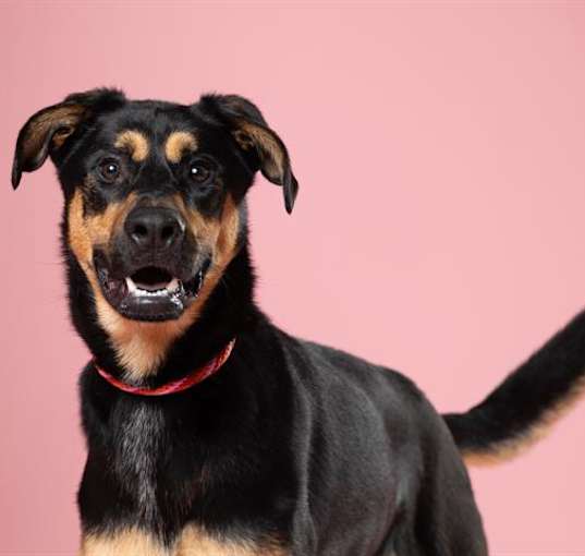 Photo of SAMSON*