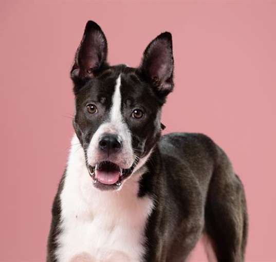 Photo of PEPPER