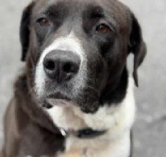 Photo of Echo