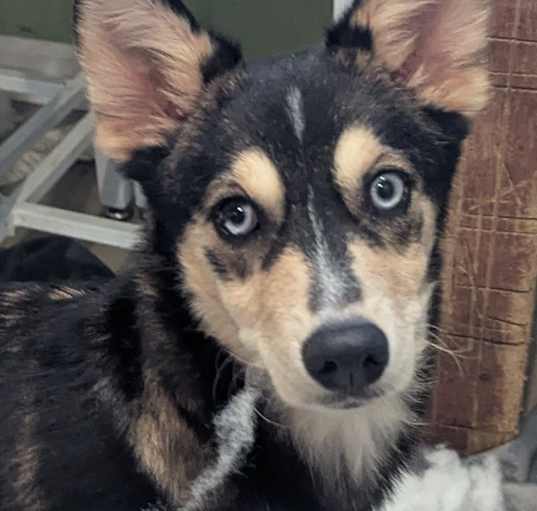 Photo of Smelt