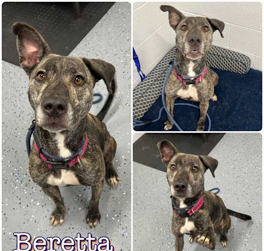 Photo of Beretta