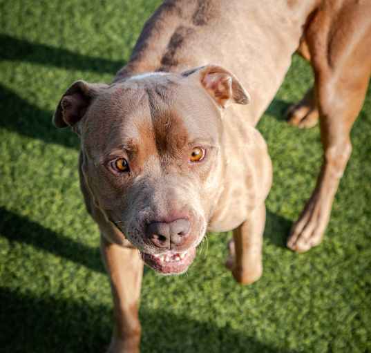 Photo of Boss A2161415