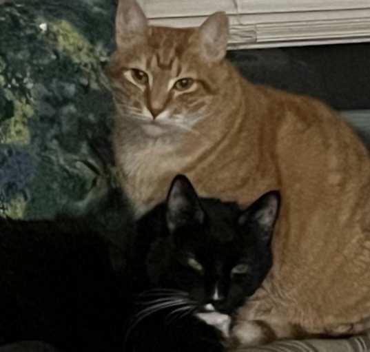 Photo of Ringo & Chloe