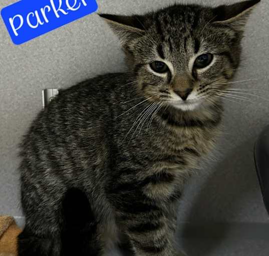 Photo of Parker