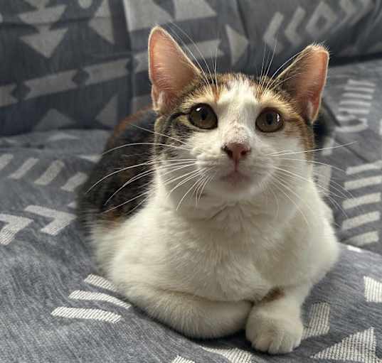 Photo of Lily