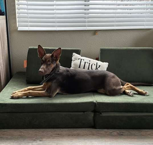 Photo of Stella