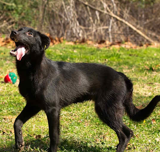 Photo of Dixie