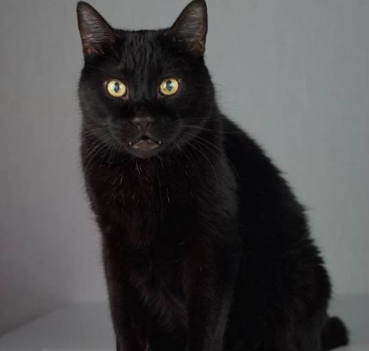 Photo of Scamper