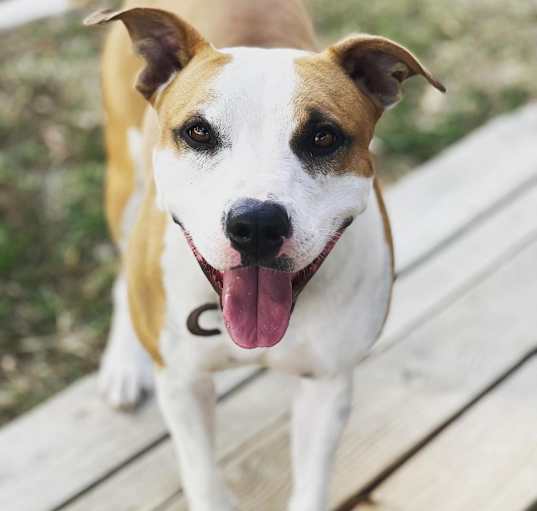 Photo of Honey