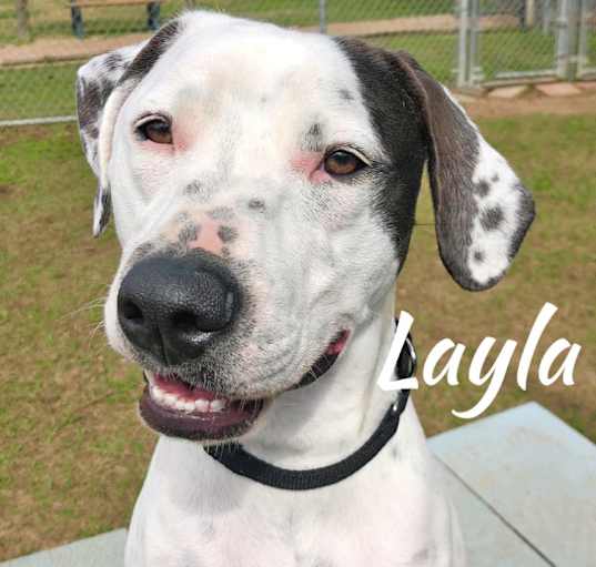 Photo of Layla