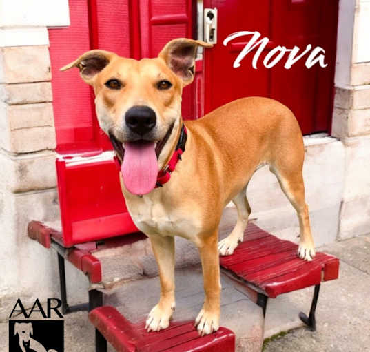 Photo of Nova