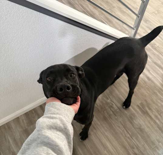 Photo of Draco