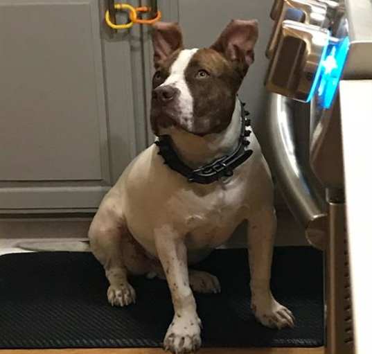 Photo of JUICE