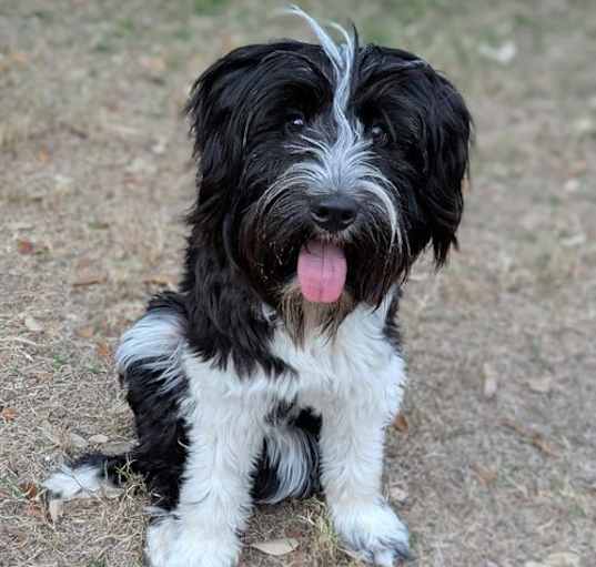 Photo of Teacup
