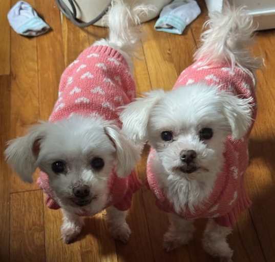 Photo of Nala and Bela (Bonded Pair)