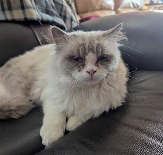 Photo of Oscar [CP]