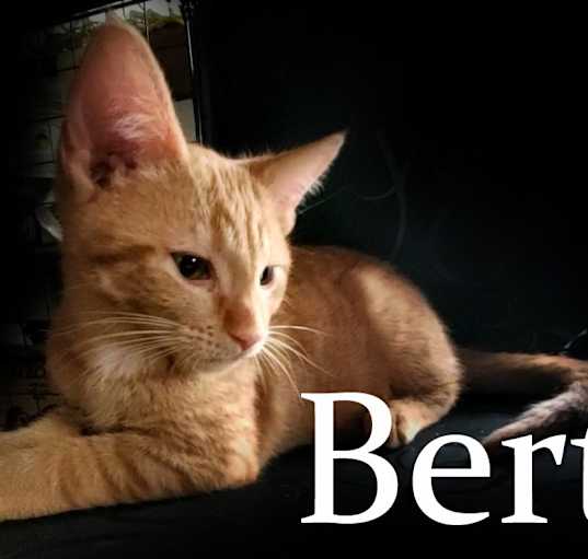 Photo of Bert