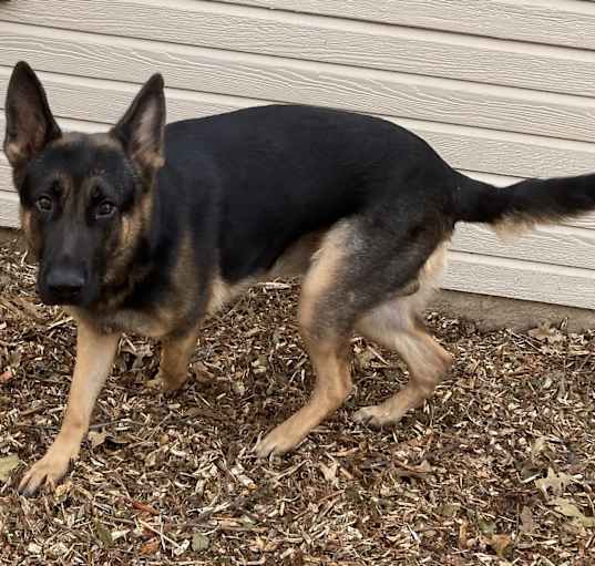 Photo of Rex
