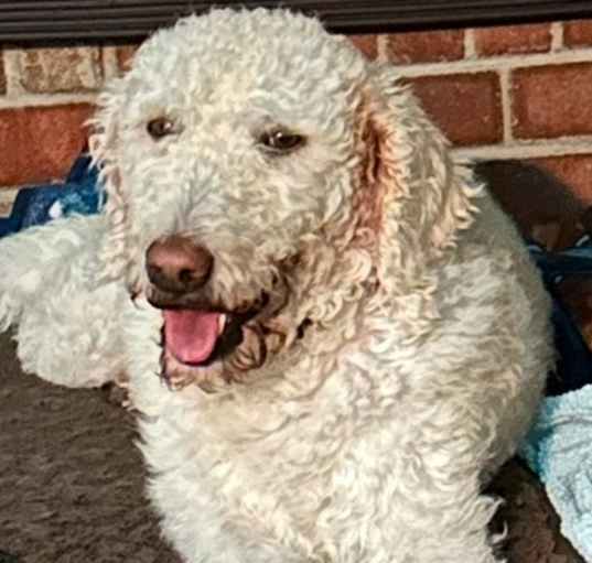 Photo of Sugar