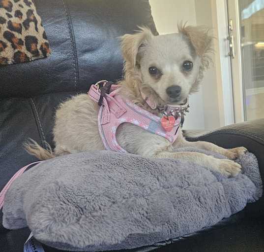 Photo of Brittany