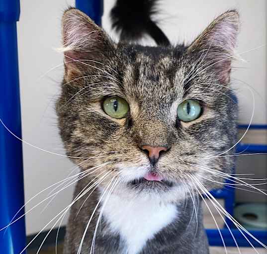 Photo of Mr. Tabby