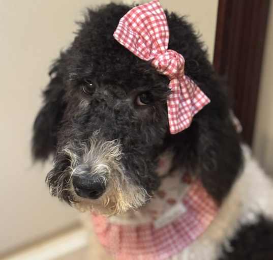 Photo of Lyric