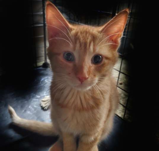 Photo of Ernie