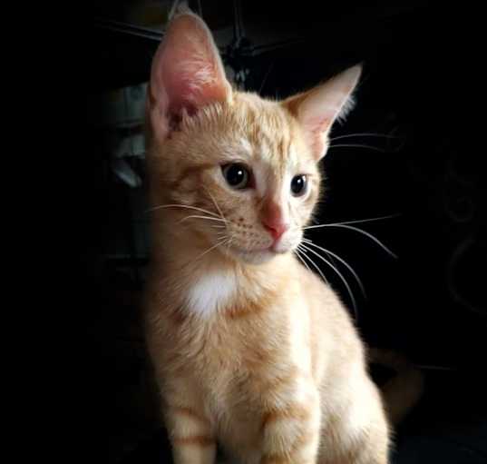 Photo of Lil Rascal