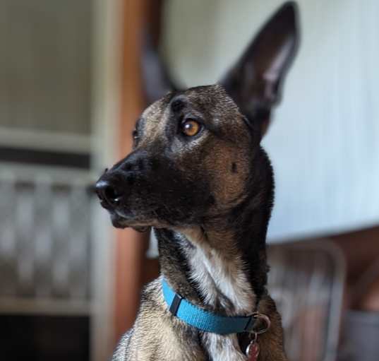 Photo of Dixie
