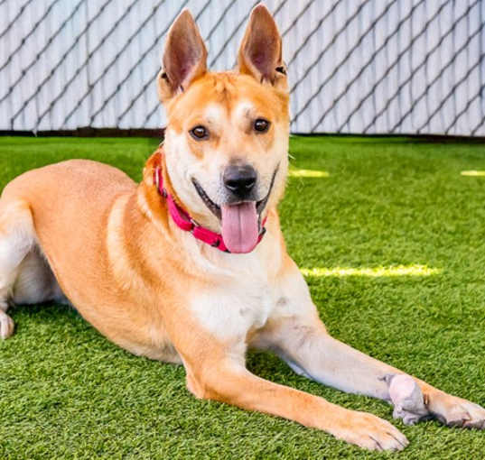 Photo of Dingo