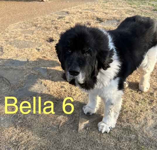 Photo of Bella 6