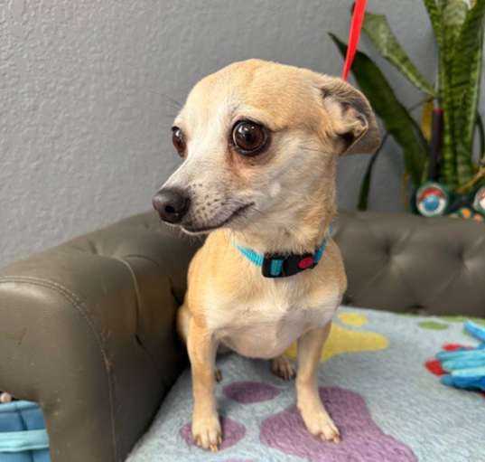 Photo of Penny Hello - adoption pending