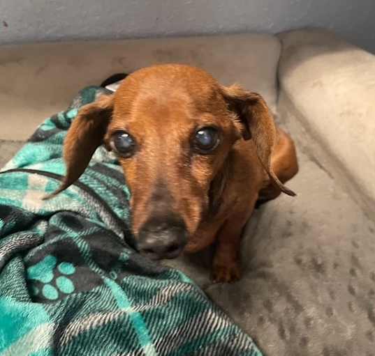 Photo of Charlie Remi-adoption pending