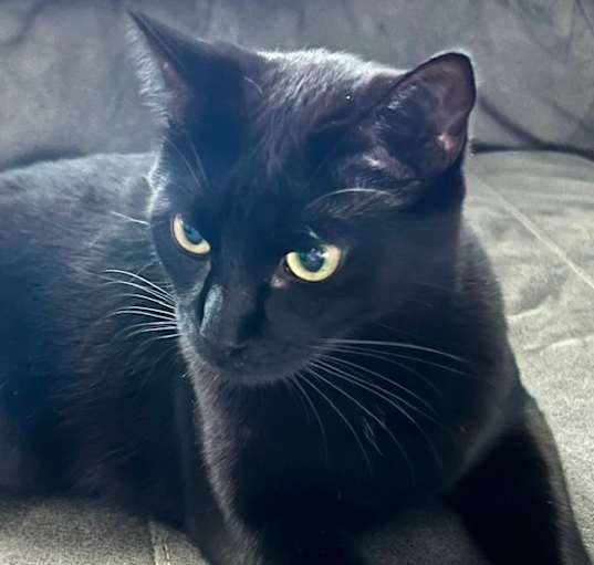 Photo of Raven