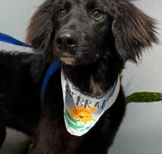 Photo of Gidget Joy (aka Gigi)