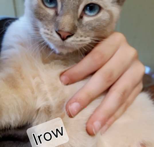 Photo of Irow
