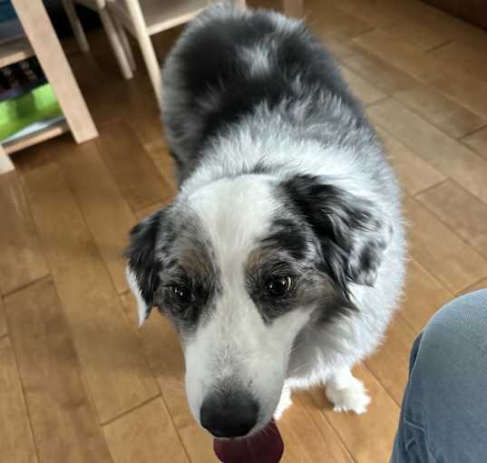 Photo of Laika