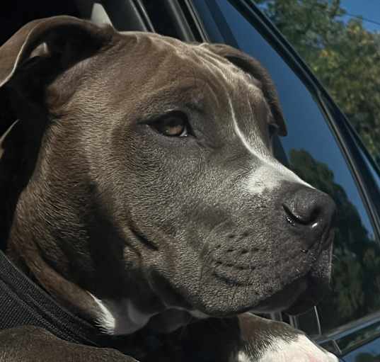 Photo of Pacco Lalo Meelo