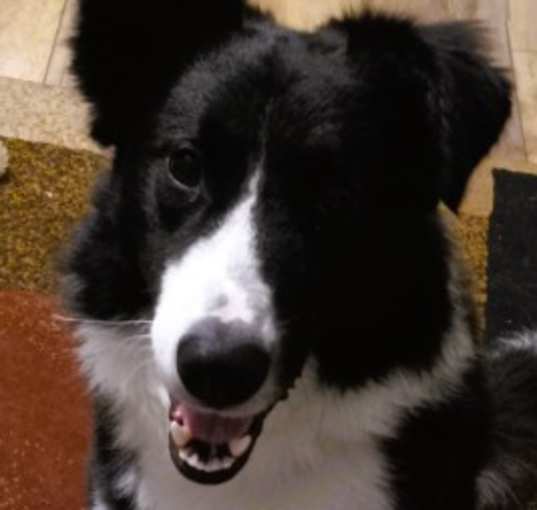Photo of Beau