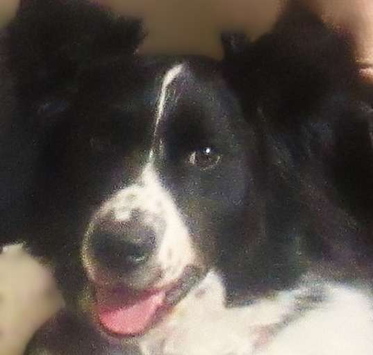 Photo of Murphy "Adoption Pending"