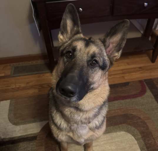 Photo of Mattis