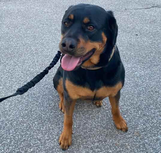 Photo of Benelli
